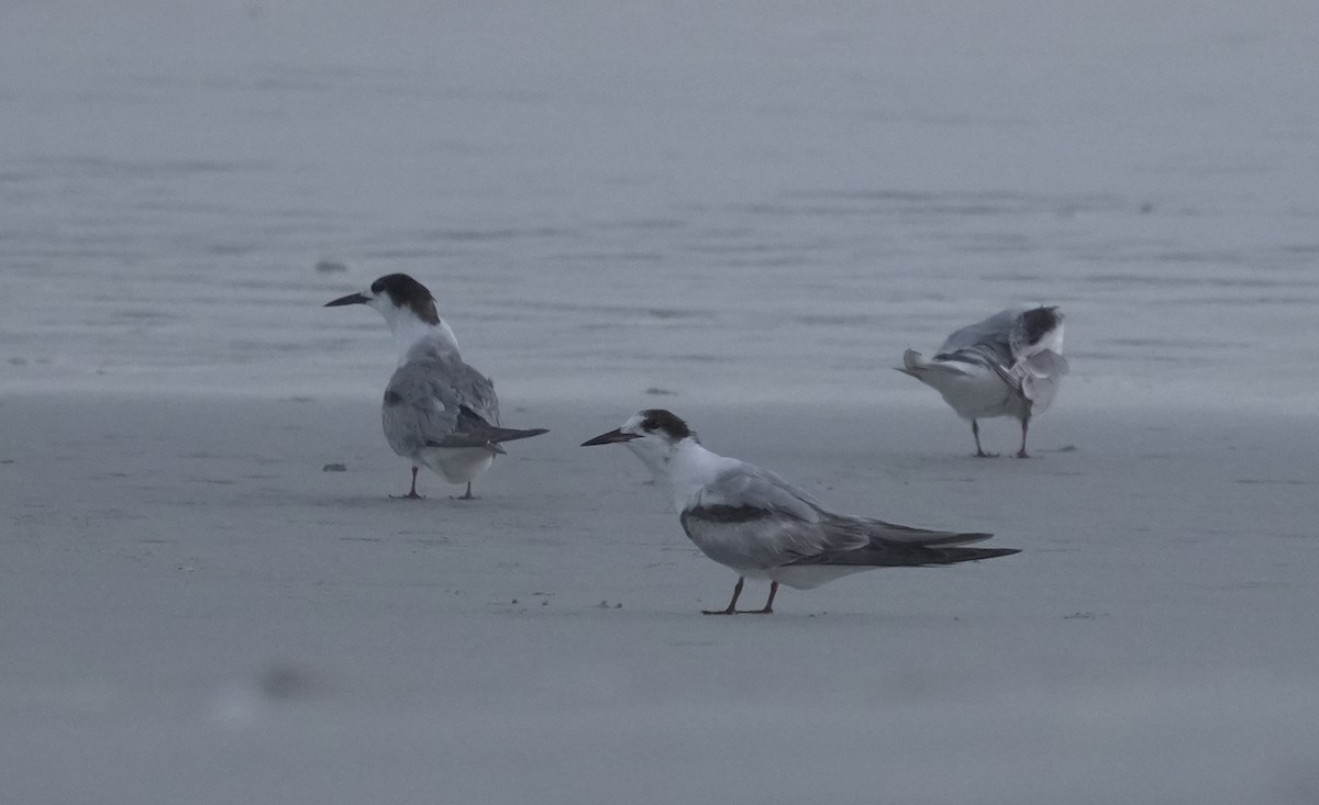Common Tern - ML645958824
