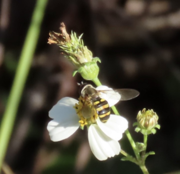 Animals - ML645958825