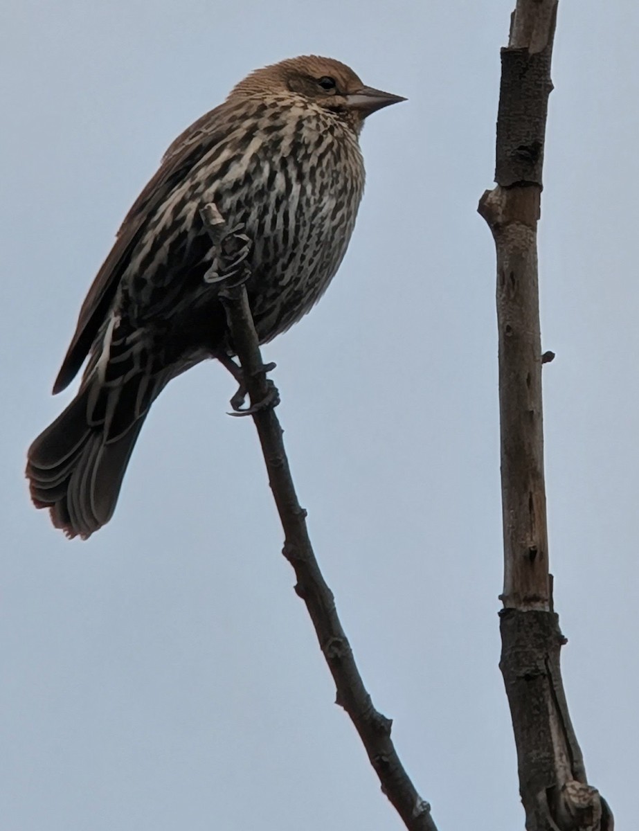 Red-winged Blackbird - ML645958832