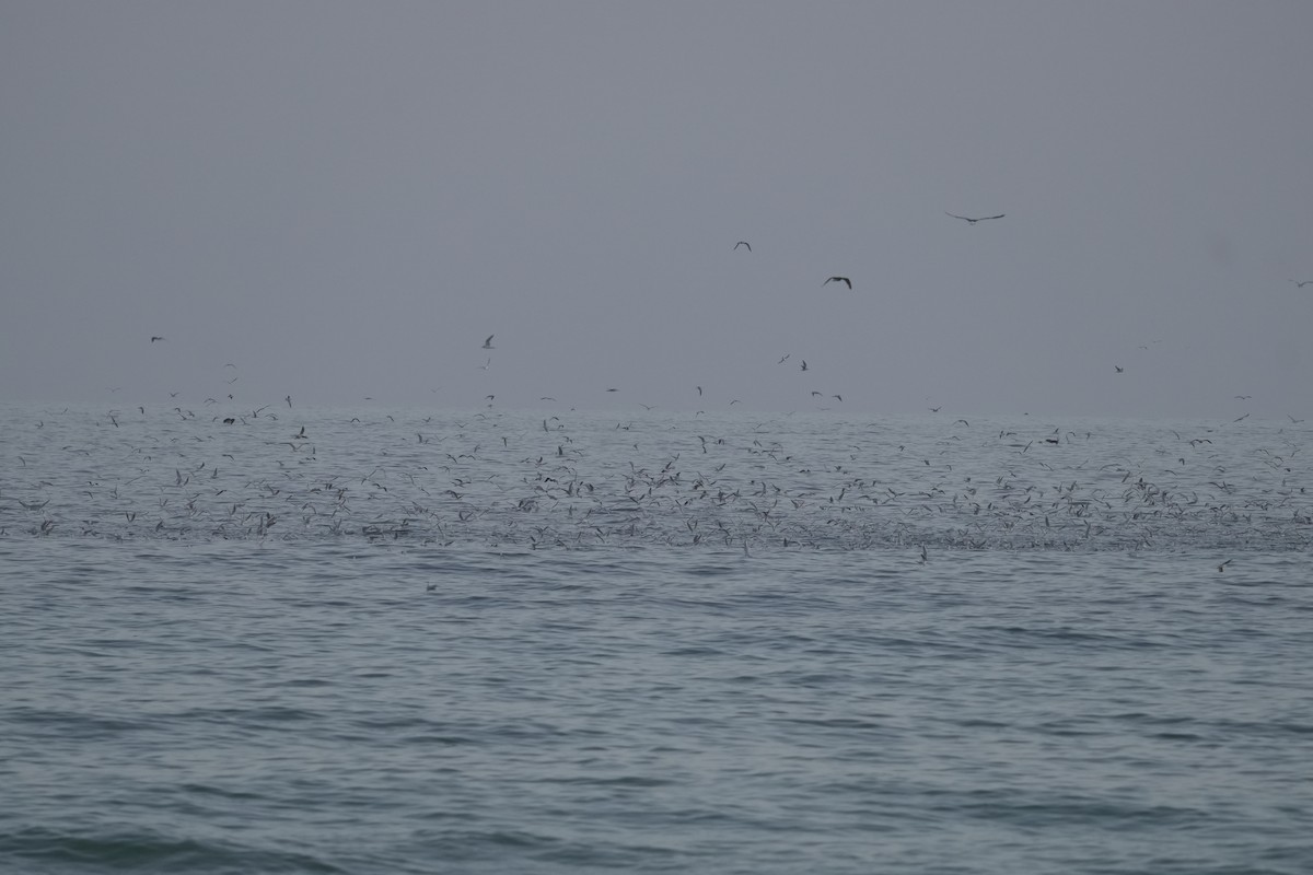 Slender-billed Gull - ML645958833