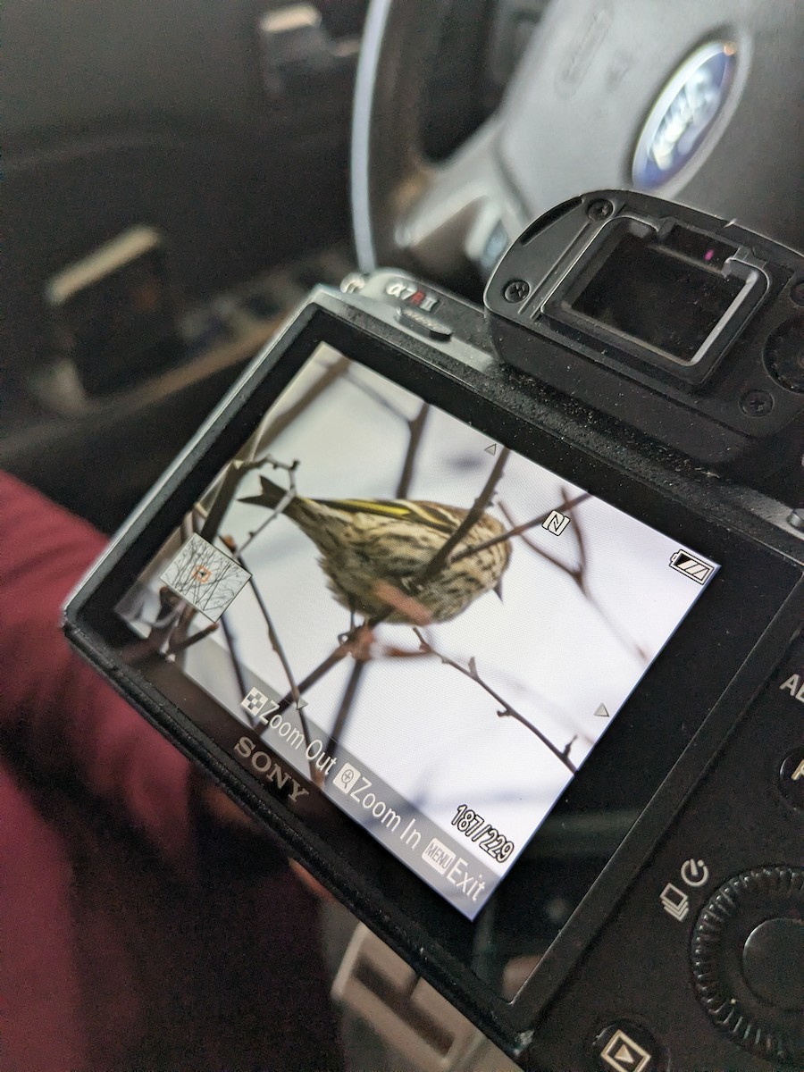 Pine Siskin - ML645958835