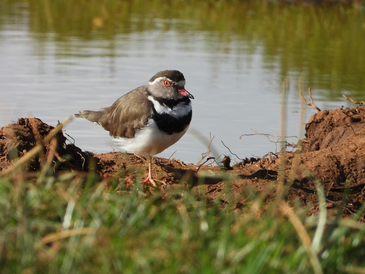 Трёхполосый зуёк - ML645958836