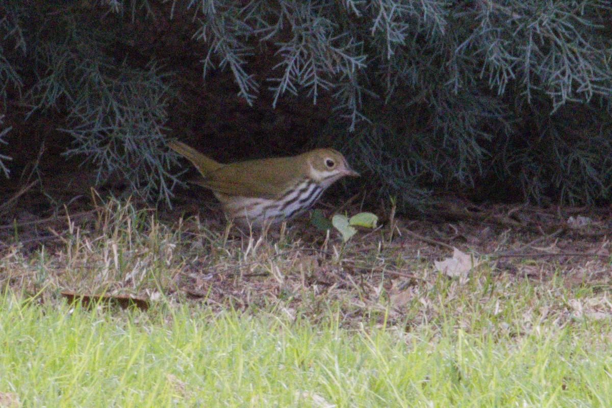 ovnparula - ML645958848