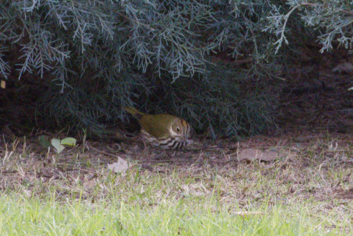 ovnparula - ML645958849