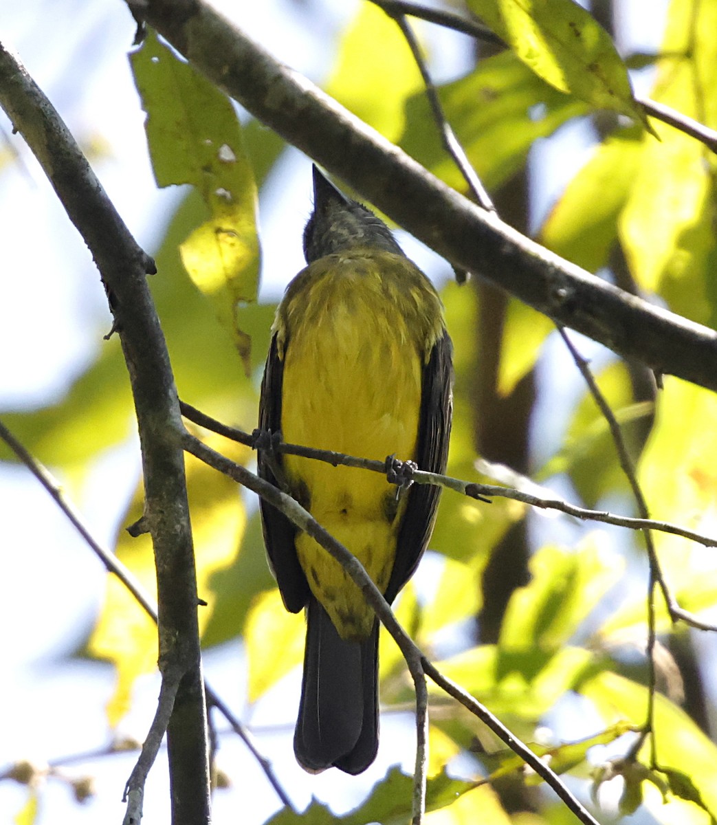 varzeatyrann - ML645958850