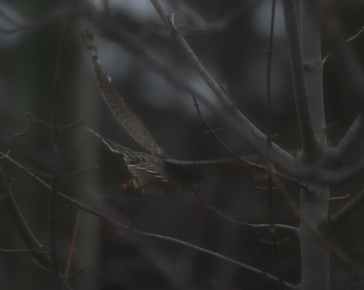 parulahauk - ML645958851