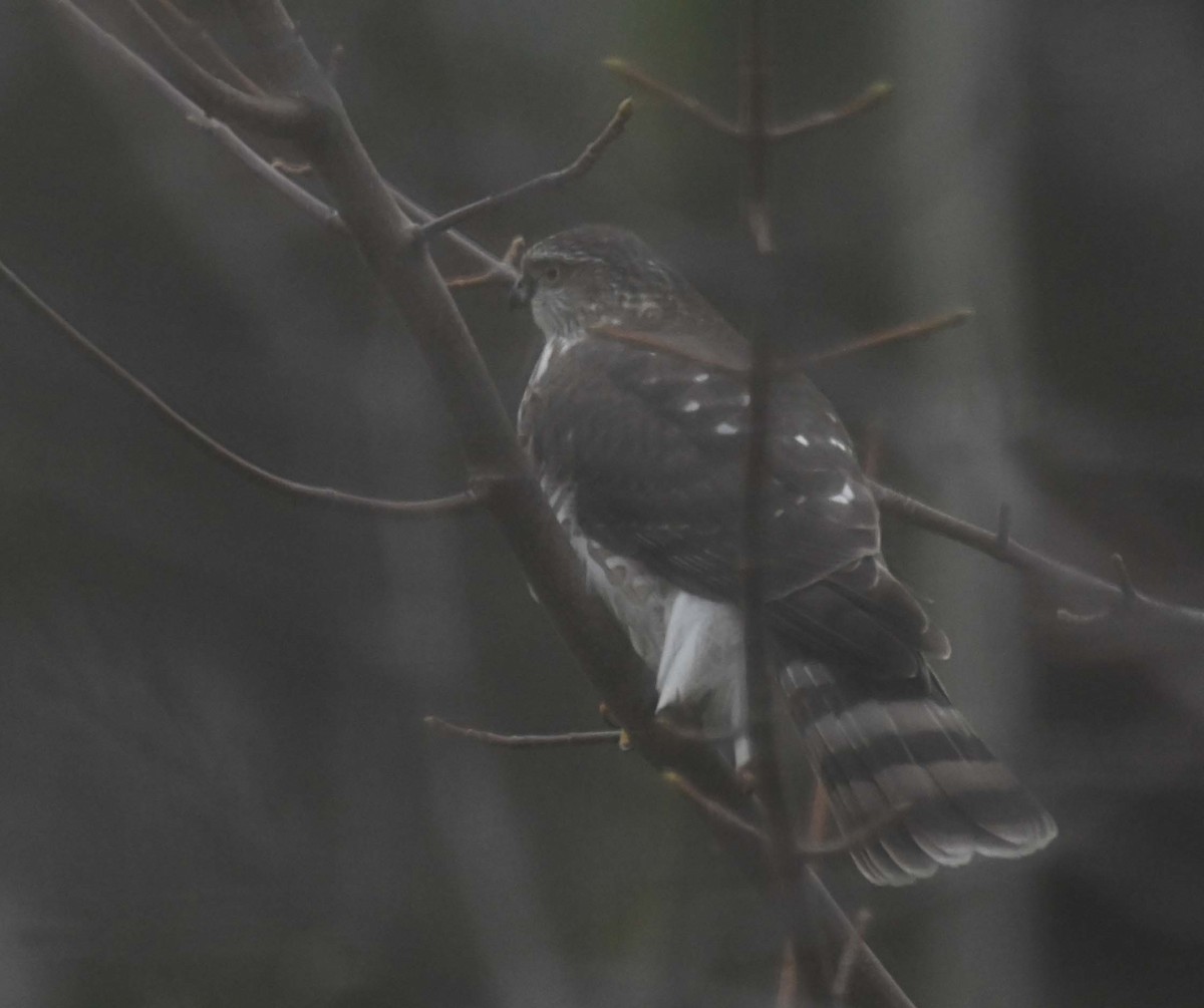 parulahauk - ML645958852