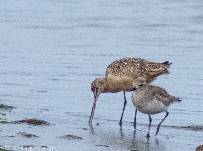 kanelspove - ML645958853