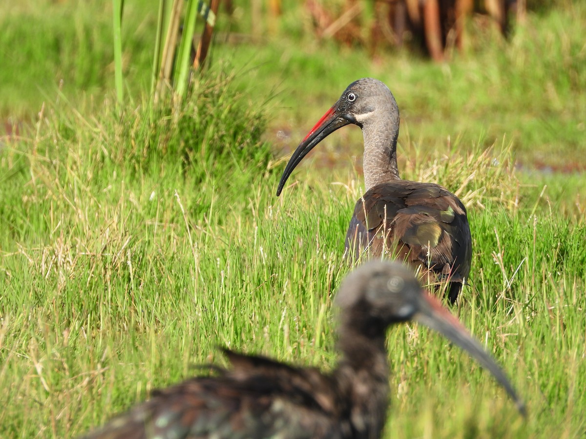 Hadada Ibis - ML645958854