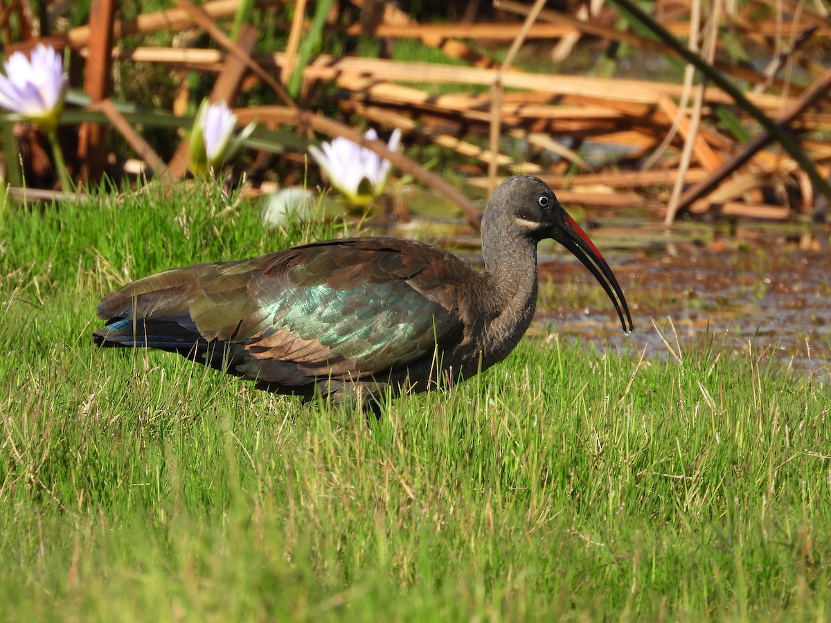 Hadada Ibis - ML645958855