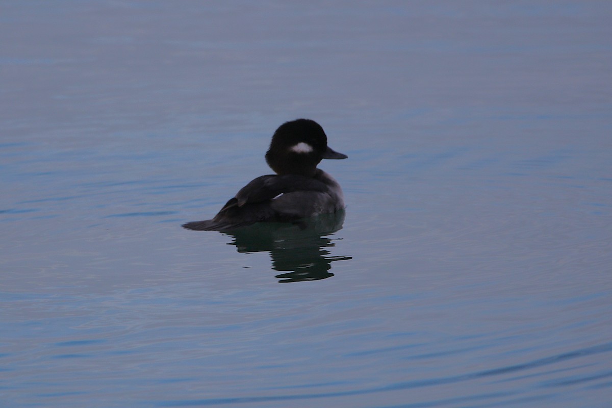 bøffeland - ML645958856