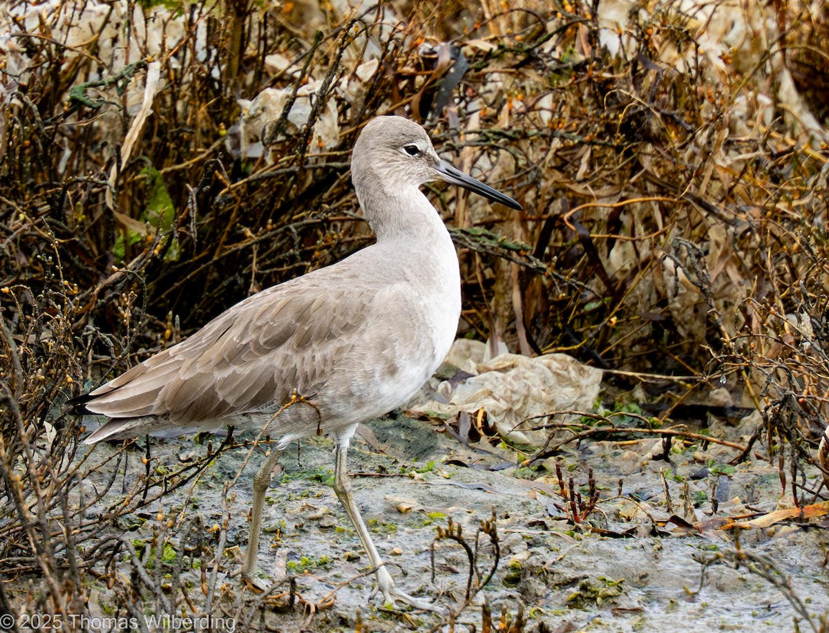 willetsnipe - ML645958857