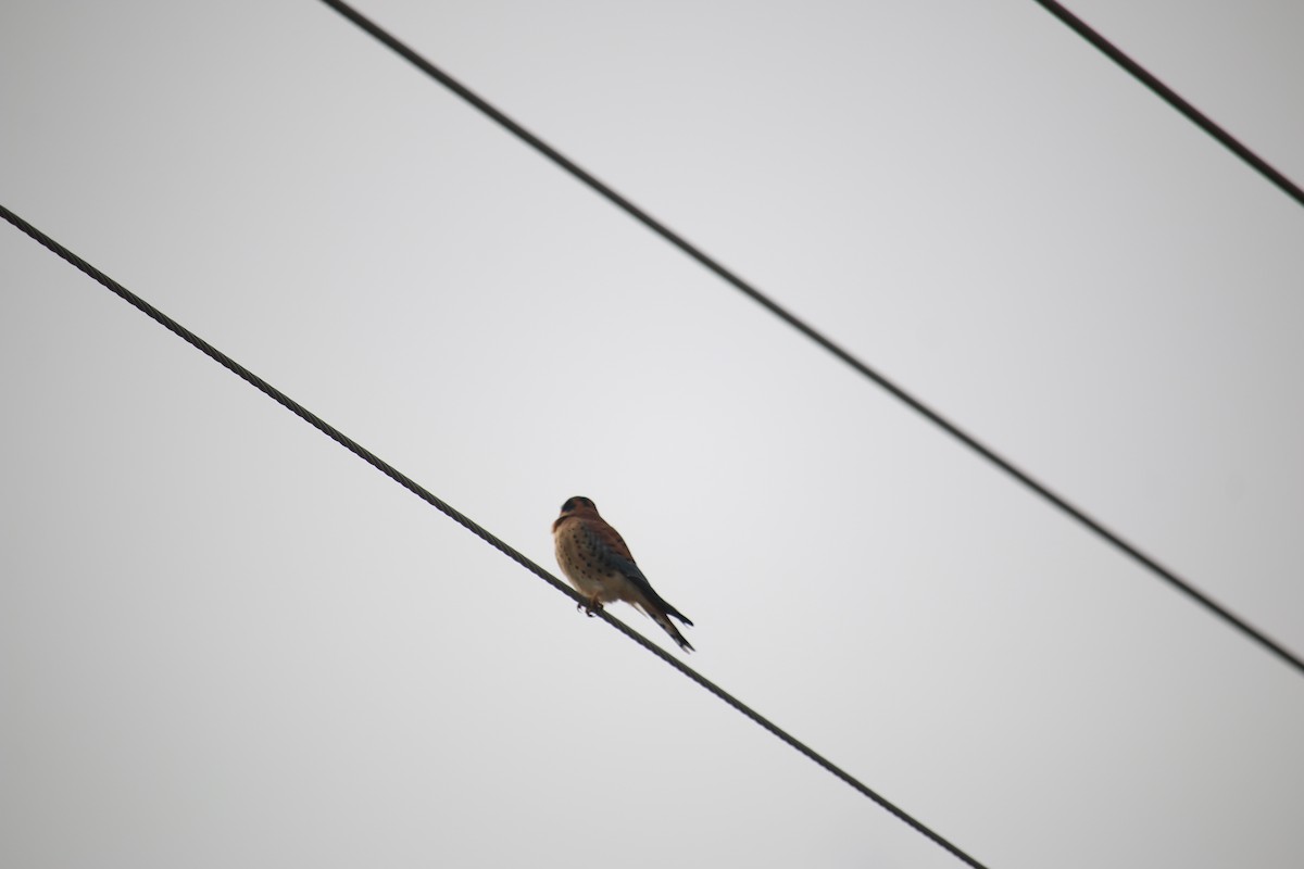 spurvefalk - ML645958858