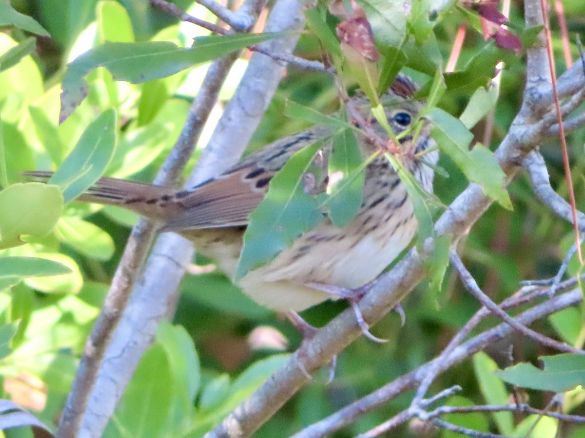 strnadec pruhohlavý - ML645958859