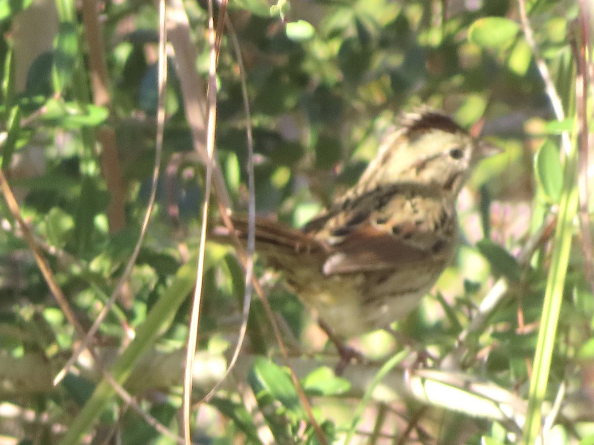 strnadec pruhohlavý - ML645958860