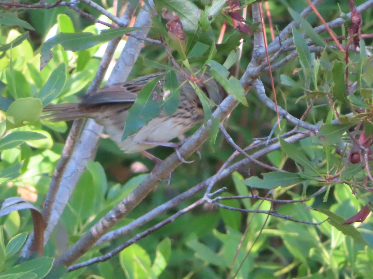 strnadec pruhohlavý - ML645958861