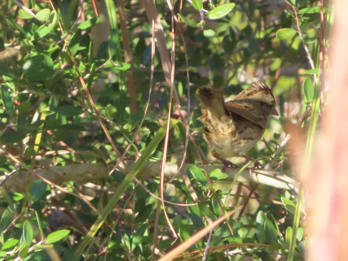 strnadec pruhohlavý - ML645958862