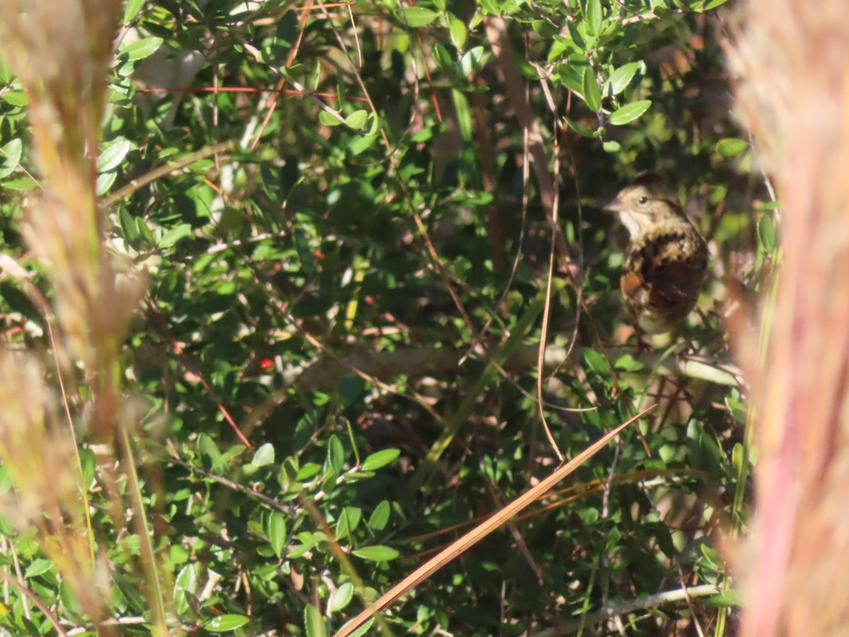 strnadec pruhohlavý - ML645958863