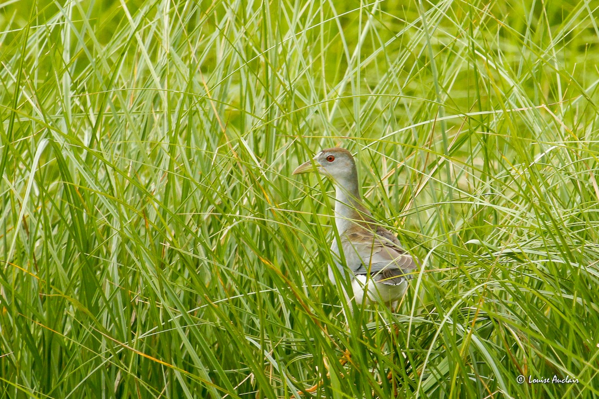 blekpurpurhøne - ML645958865