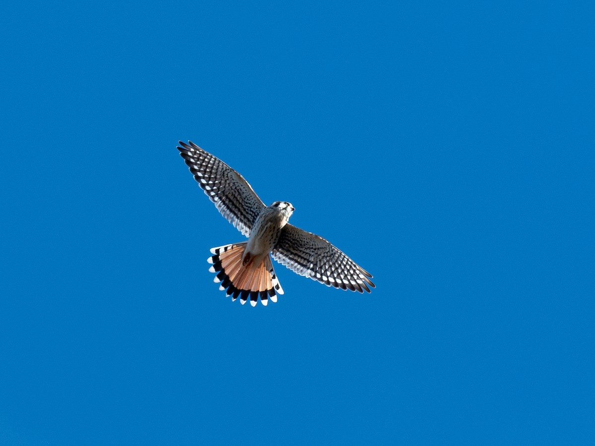 spurvefalk - ML645958867