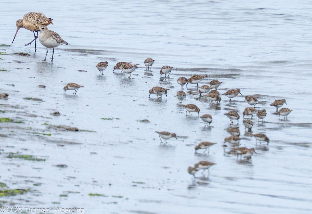 pygmésnipe - ML645958871