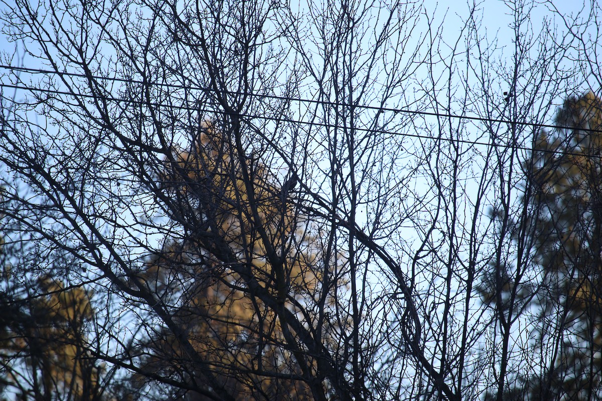 gråsolitærtrost - ML645958872