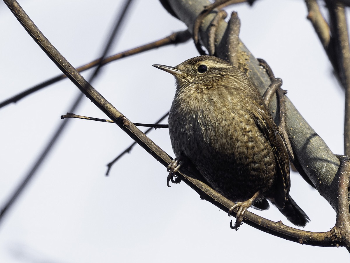 vintersmett - ML645958873