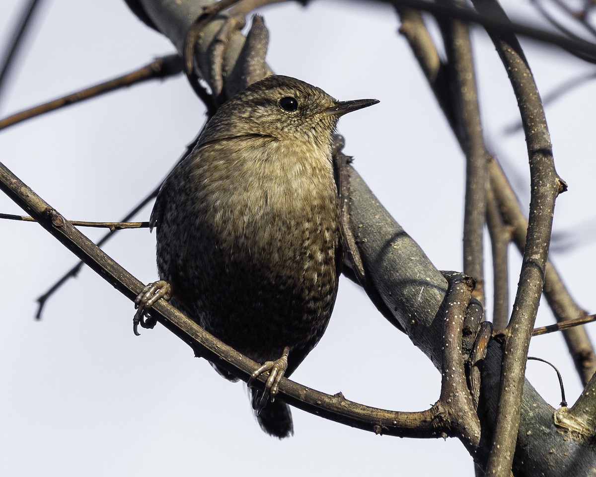 vintersmett - ML645958874