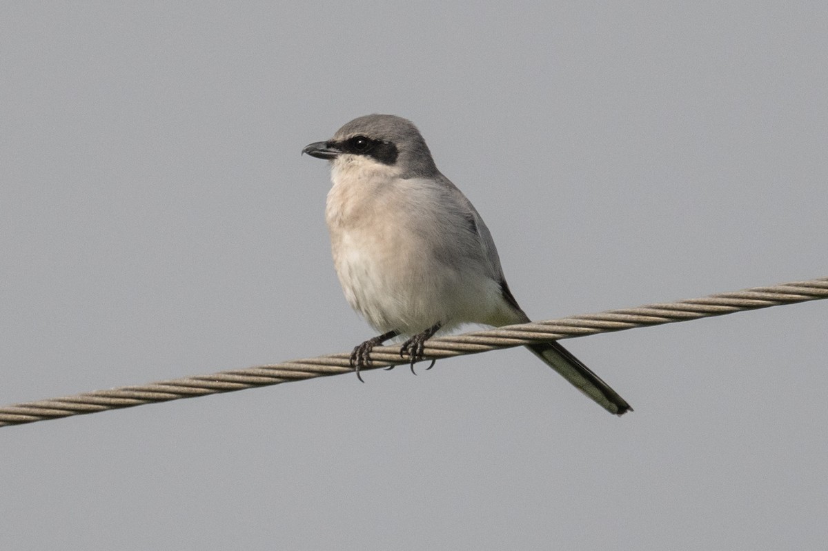 amerikavarsler - ML645958875