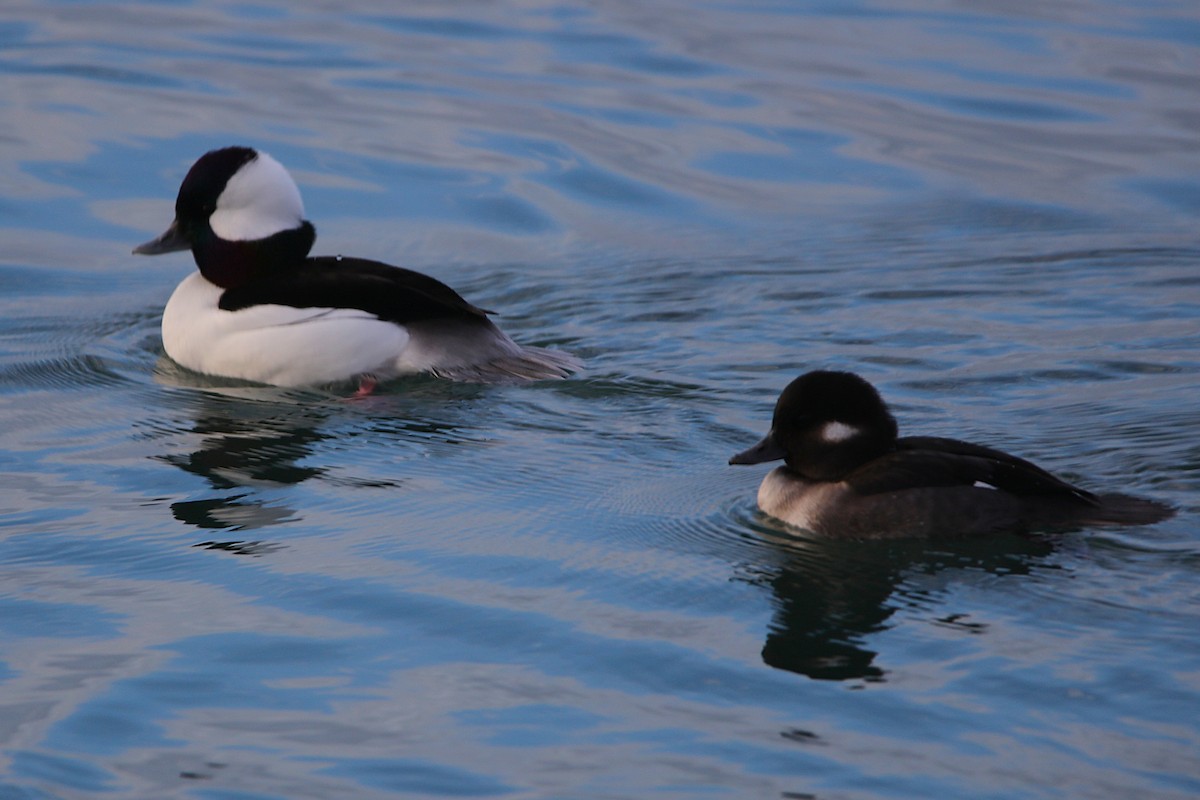 bøffeland - ML645958877