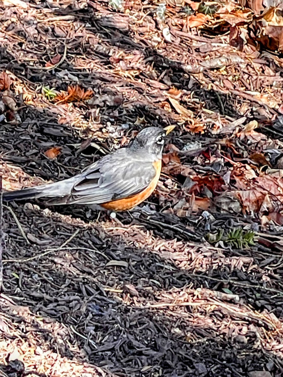 vandretrost - ML645958878