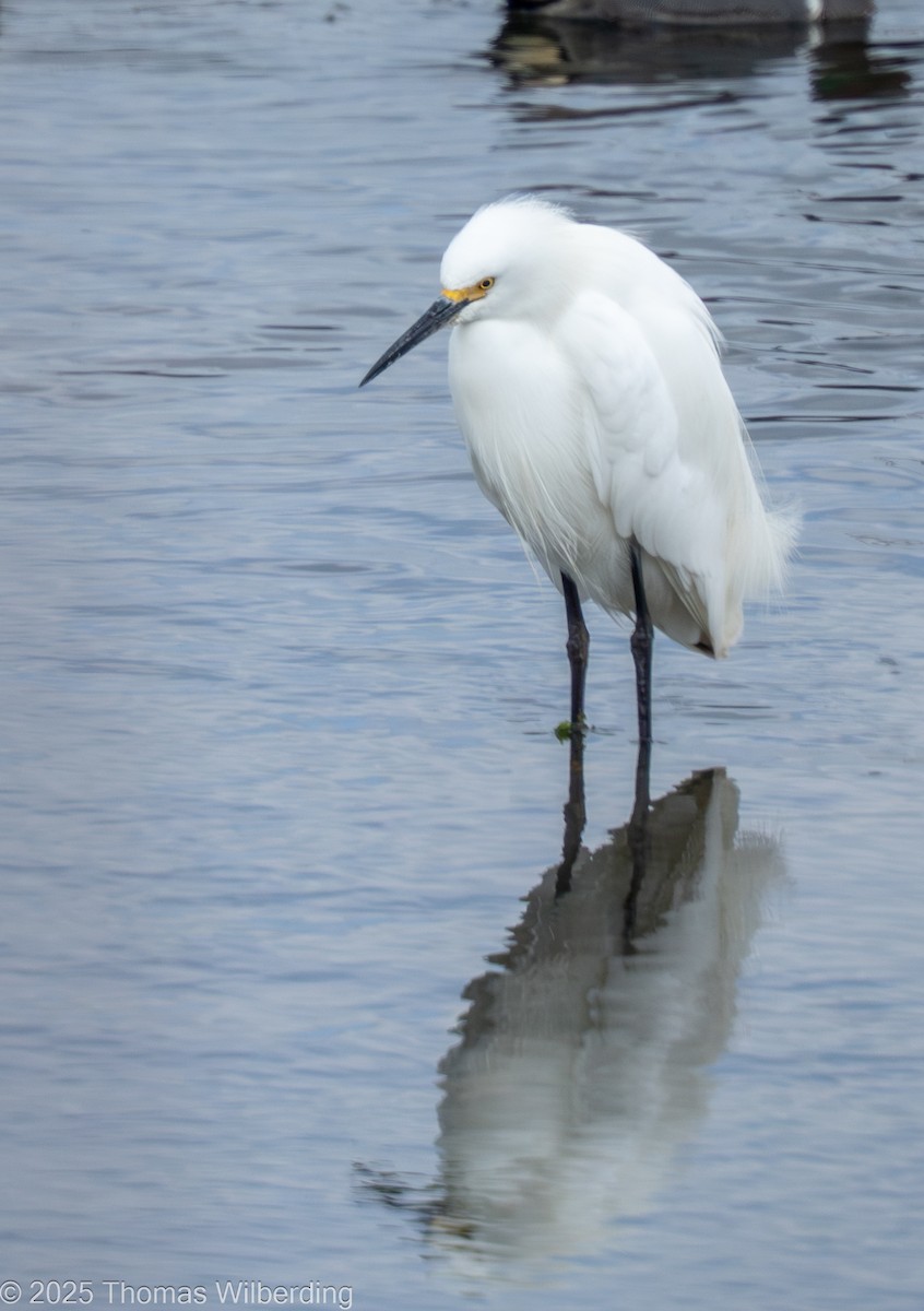 snøhegre - ML645958879