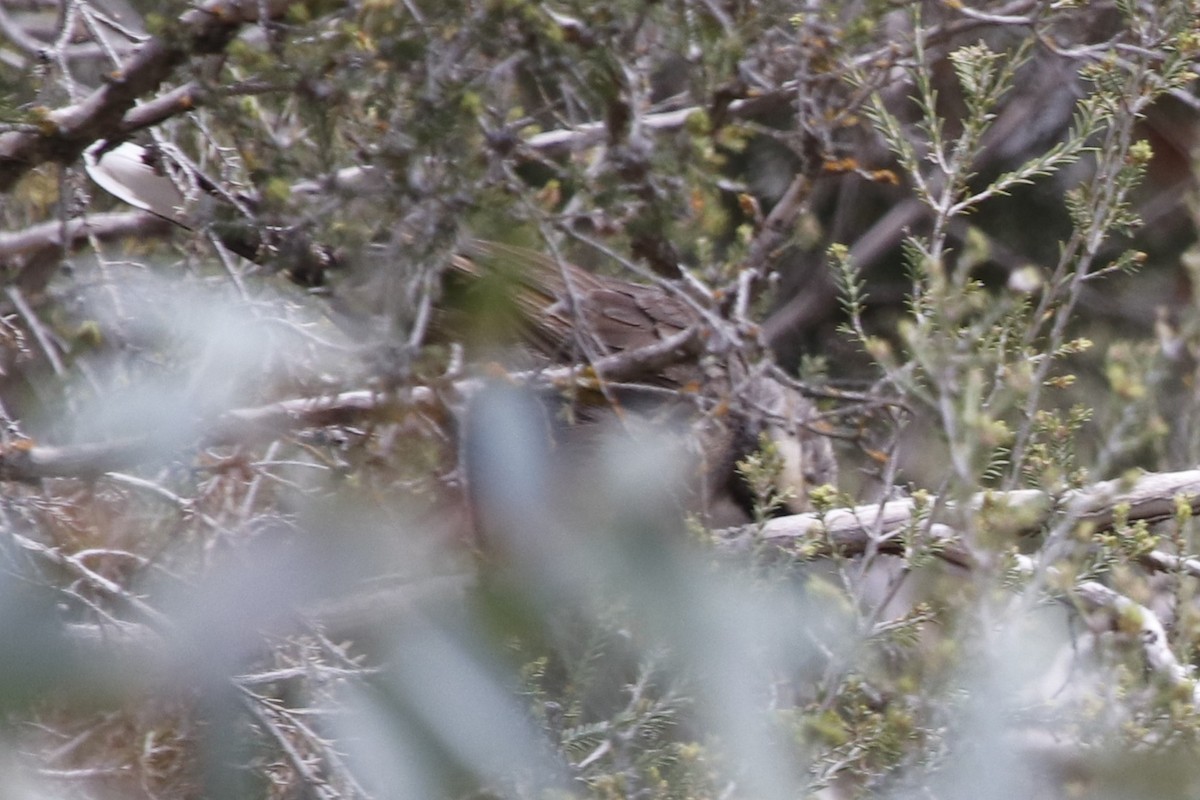 gråkronelarmtrost - ML645958880