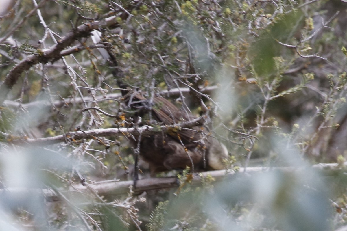 gråkronelarmtrost - ML645958881