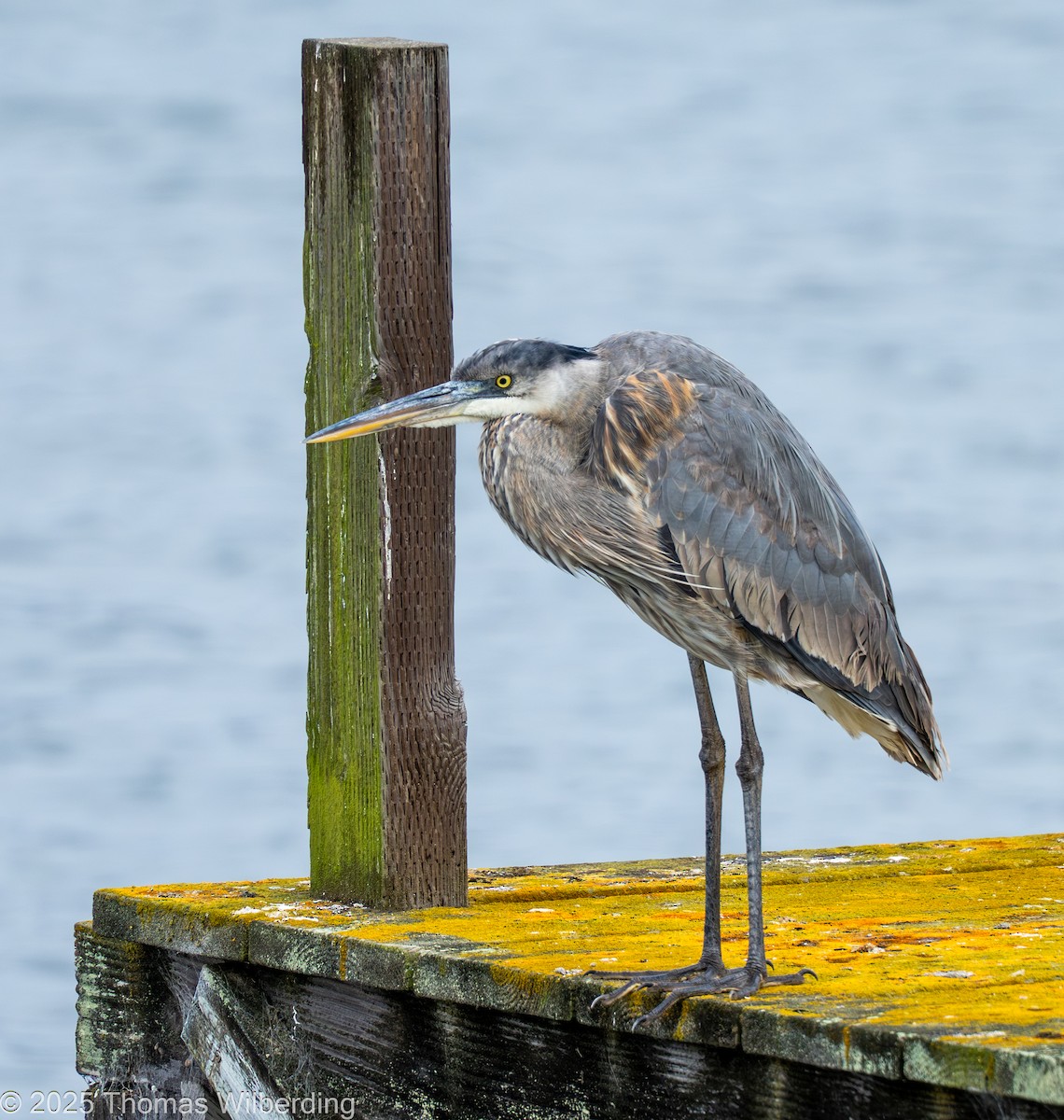 herodiashegre - ML645958882