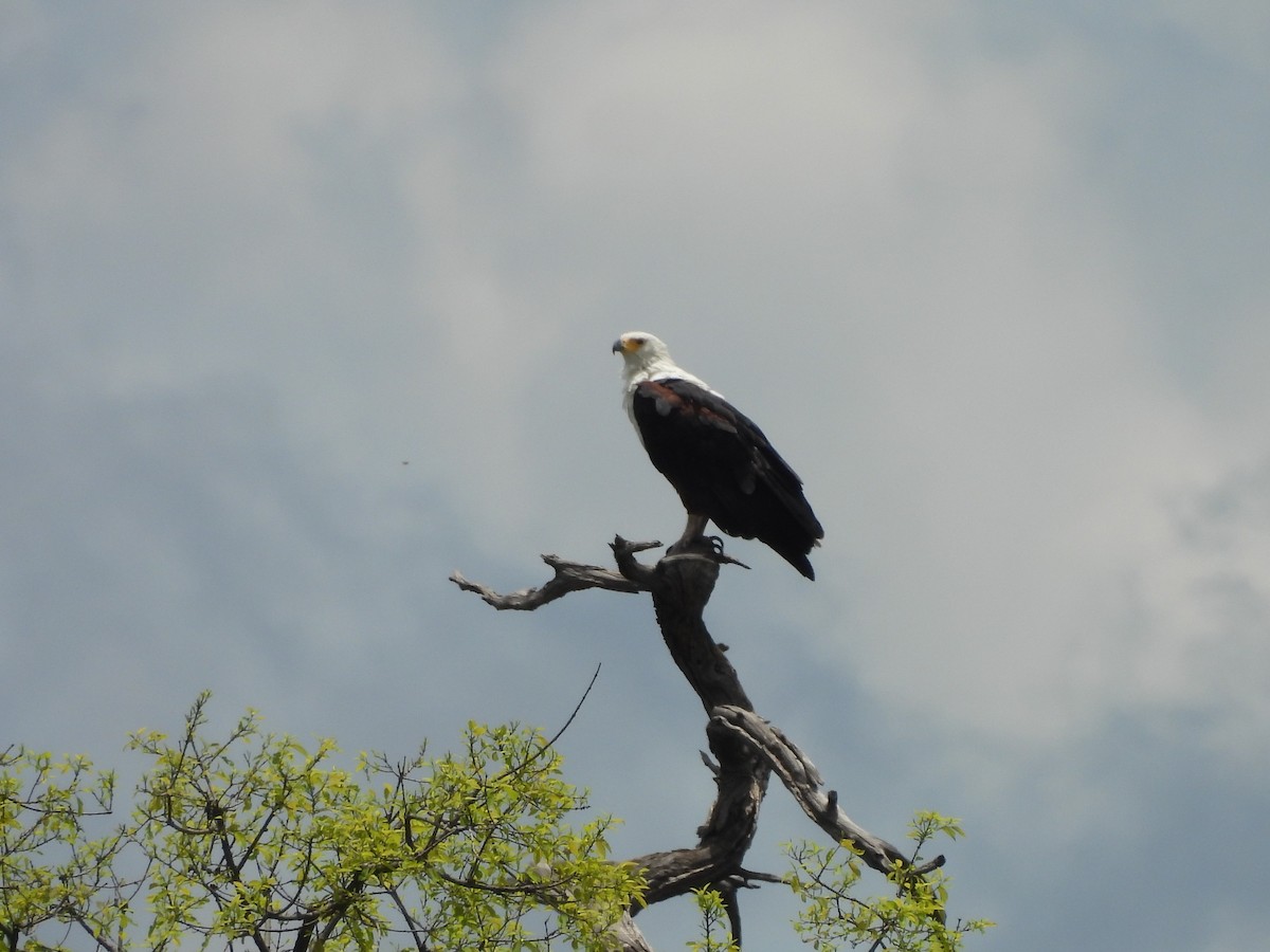 flodørn - ML645958884