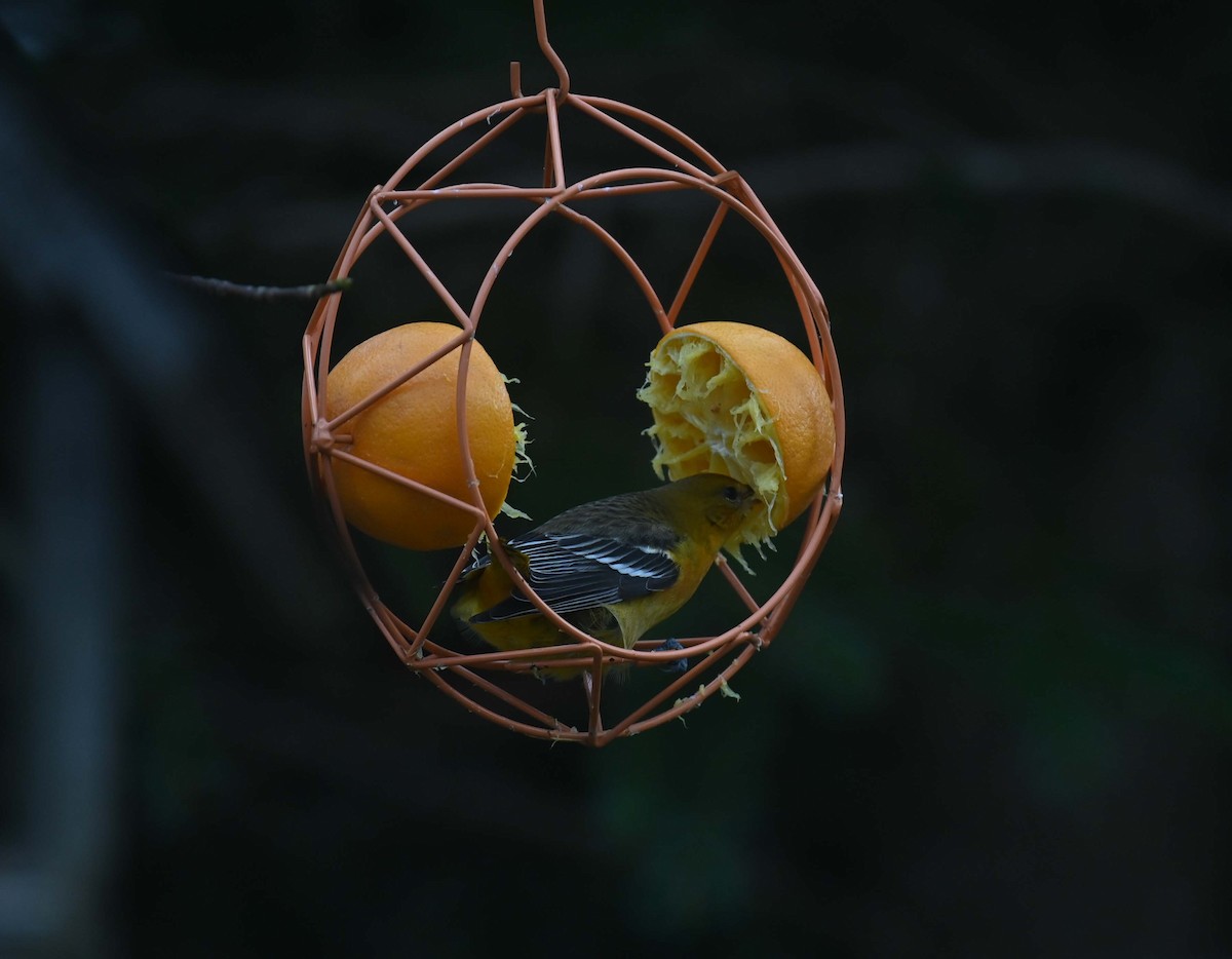 Балтиморский трупиал - ML645958885