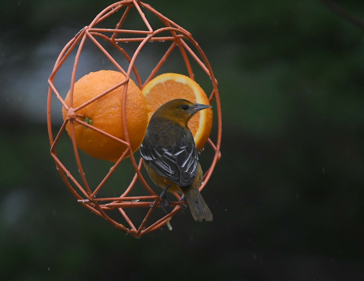 Балтиморский трупиал - ML645958886