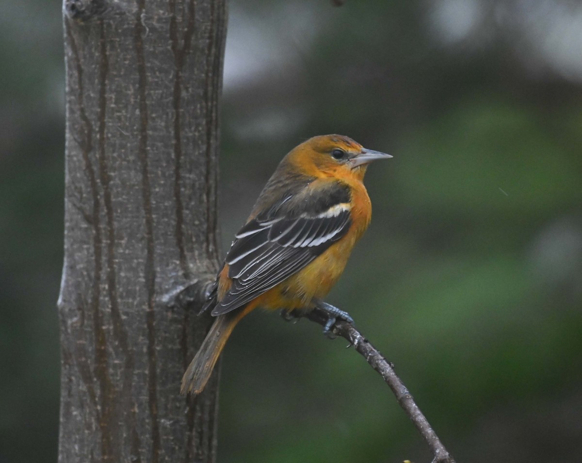 Балтиморский трупиал - ML645958887