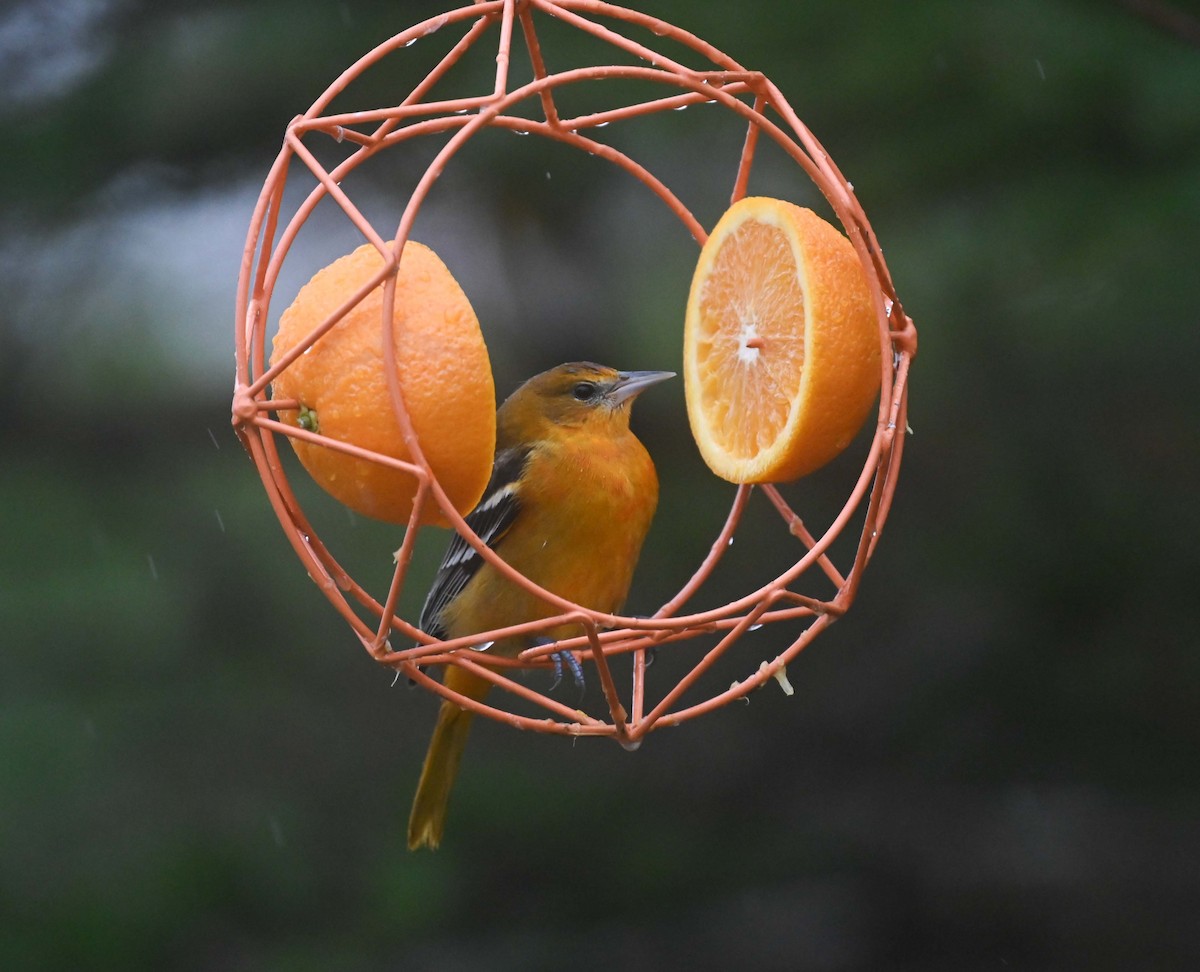 Балтиморский трупиал - ML645958888