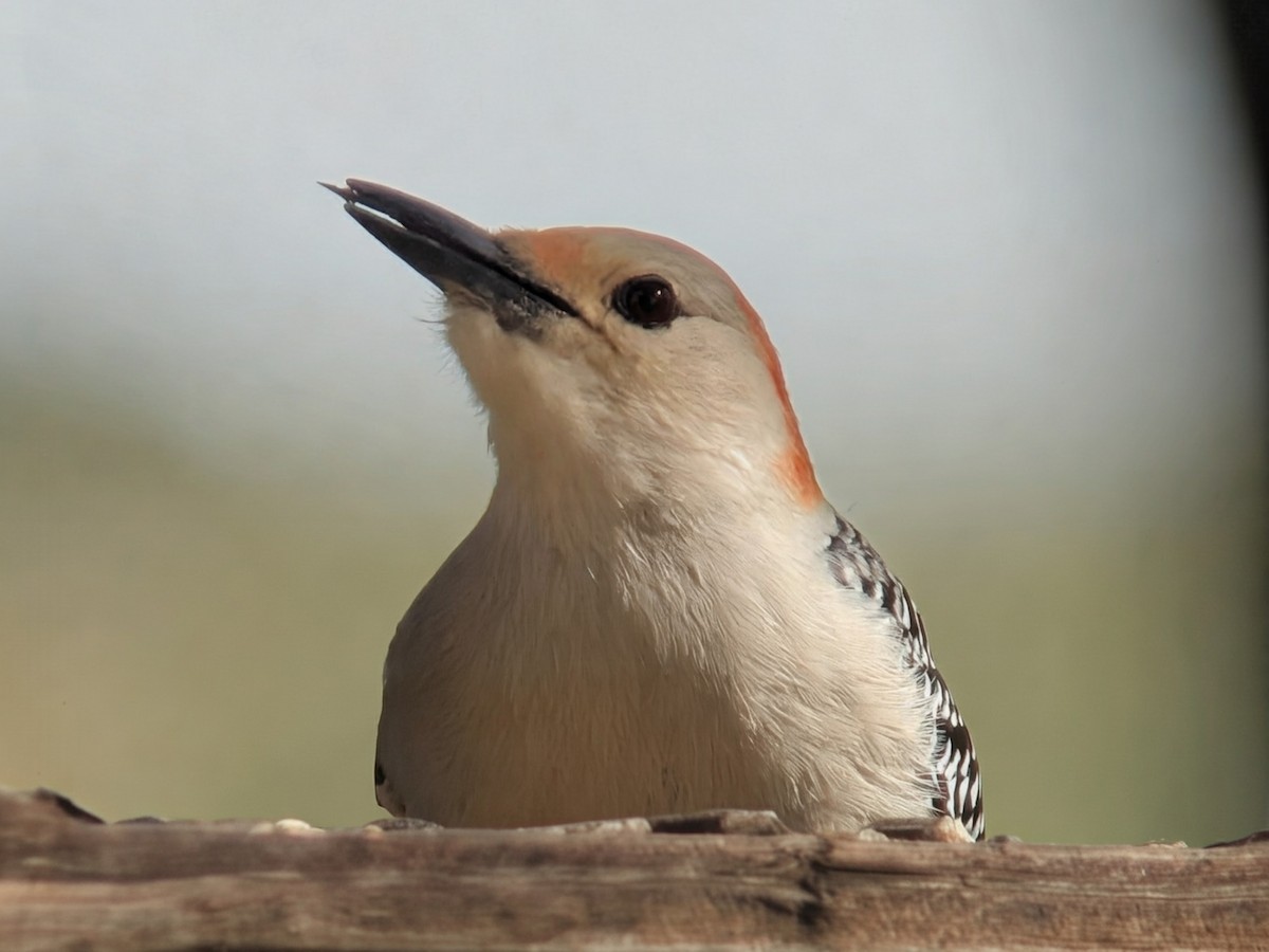 lundspett - ML645958889