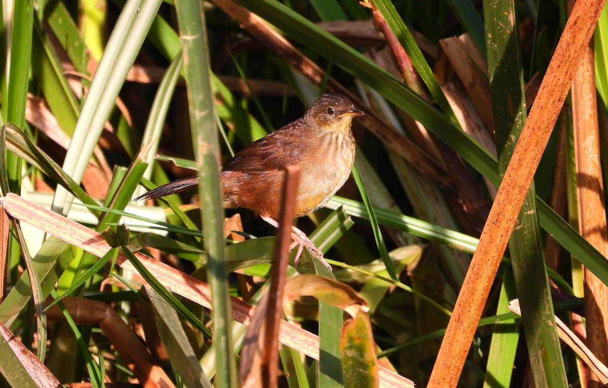 Highland Rush Warbler - ML645958890