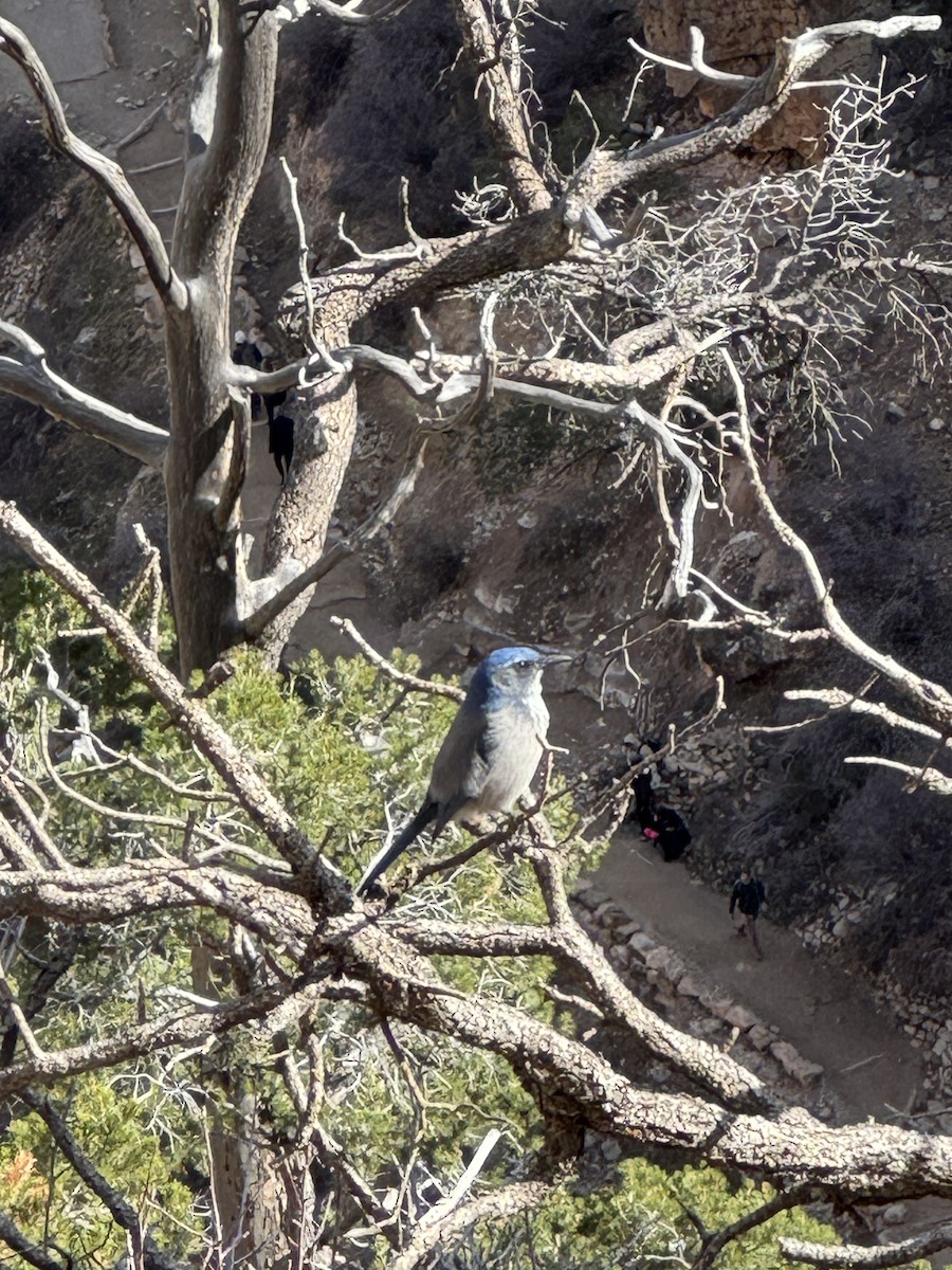 Woodhouse's Scrub-Jay - ML645958891
