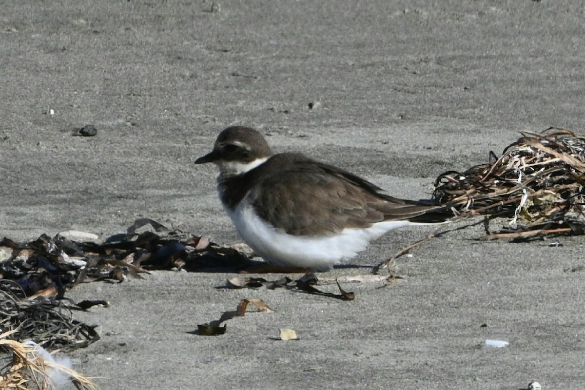 Common Ringed Plover - ML645958897