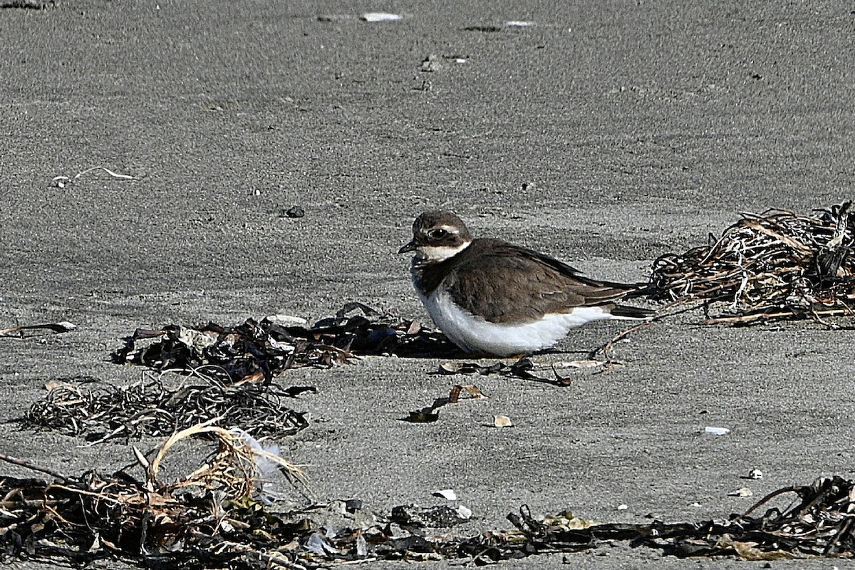 Common Ringed Plover - ML645958899