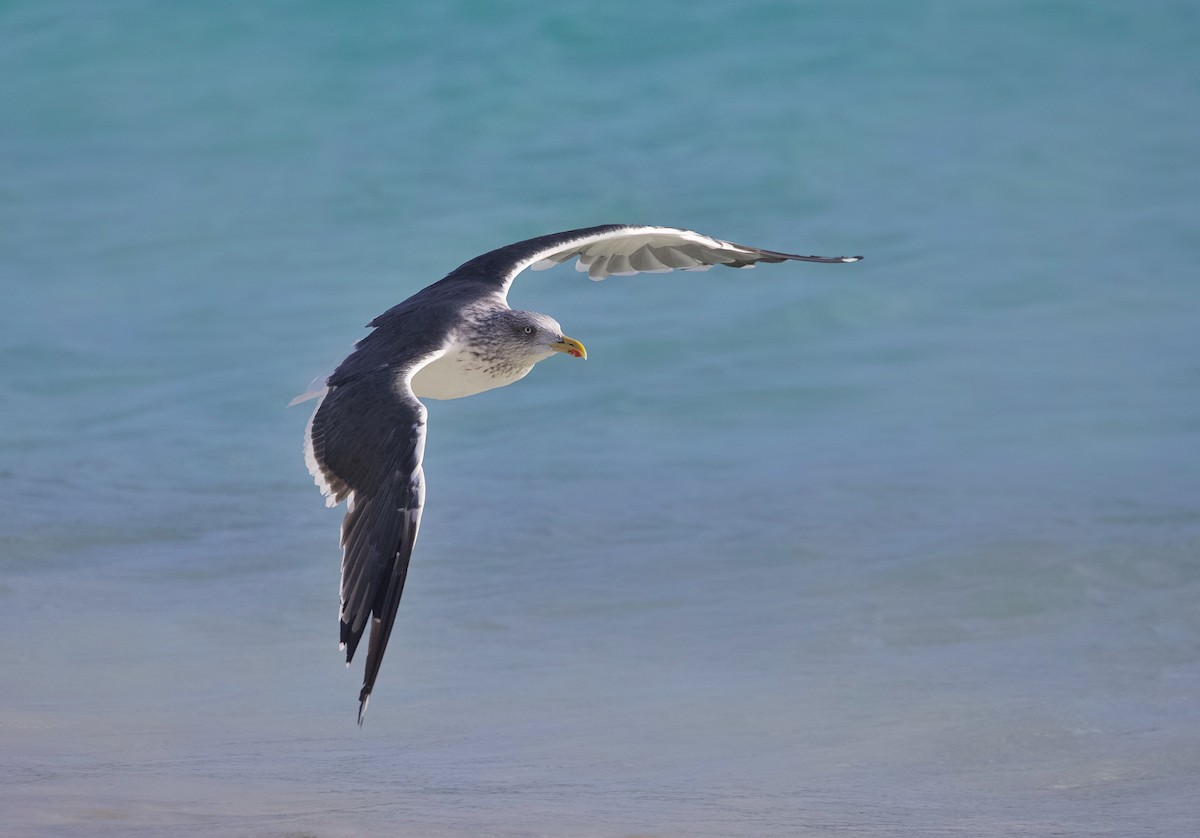 Zafferano - ML645958902