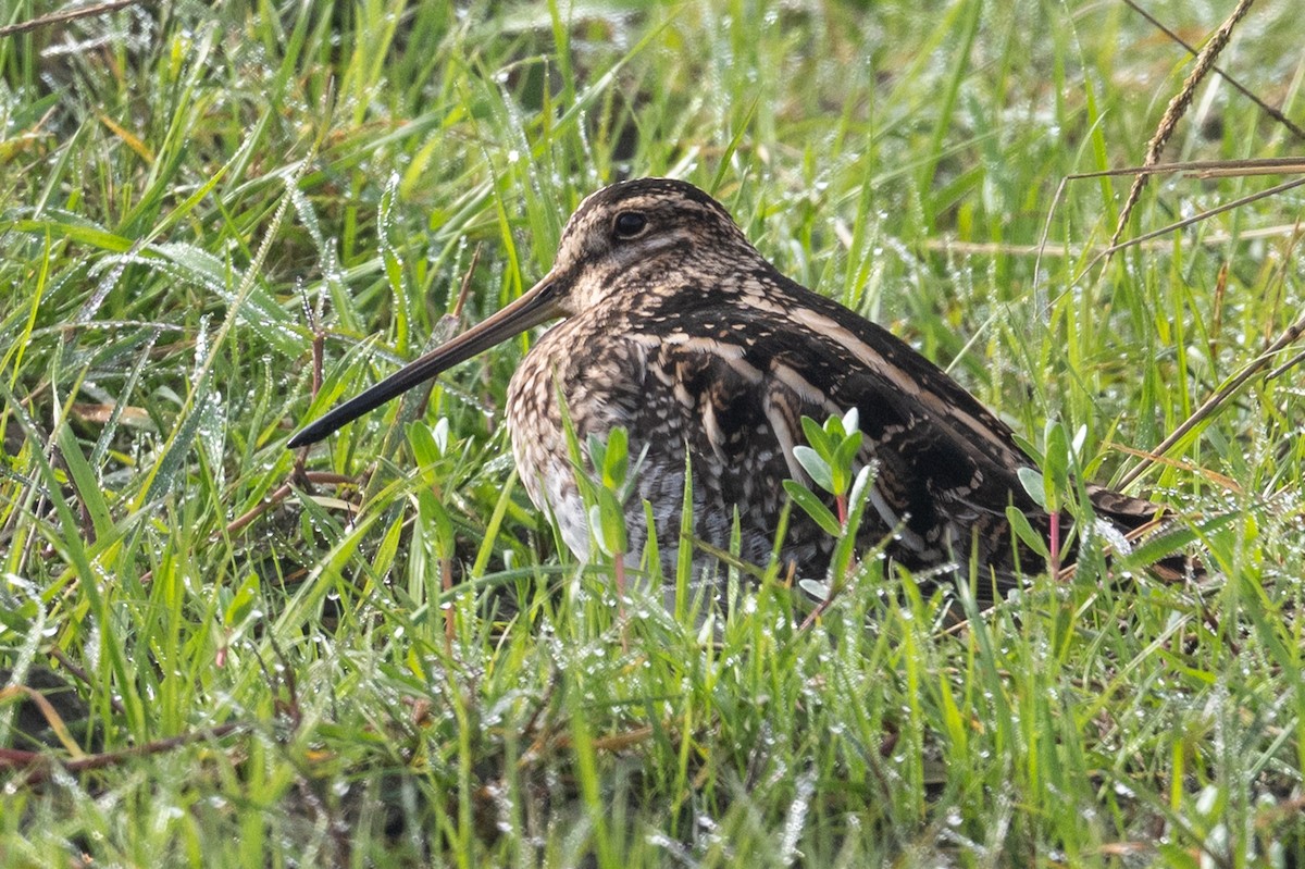 Wilson's Snipe - ML645958912