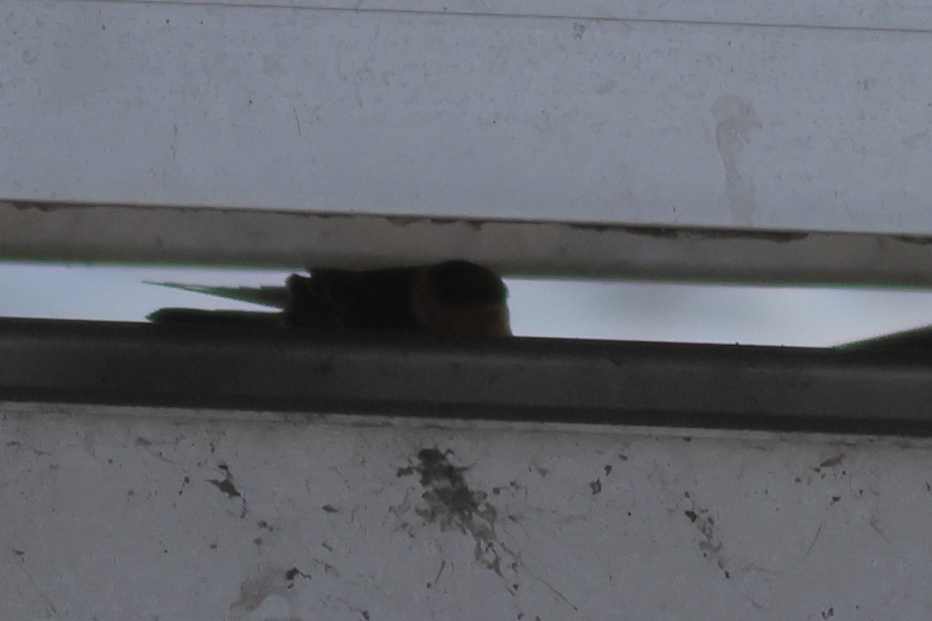 Cave Swallow - ML645958913