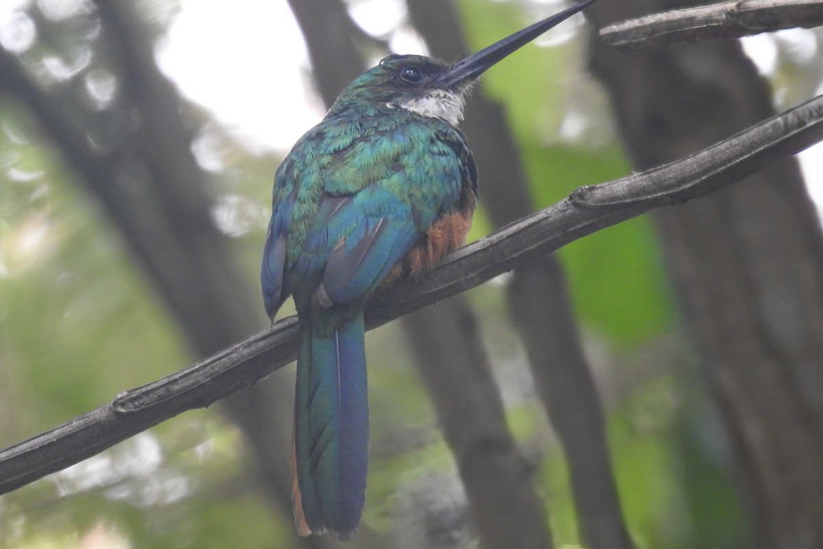 Rufous-tailed Jacamar - ML645958915
