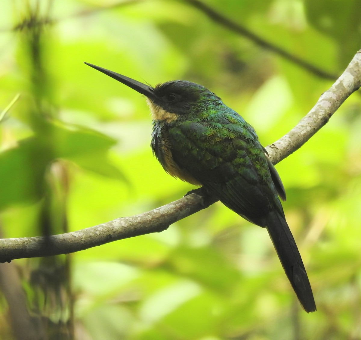 Rufous-tailed Jacamar - ML645958916